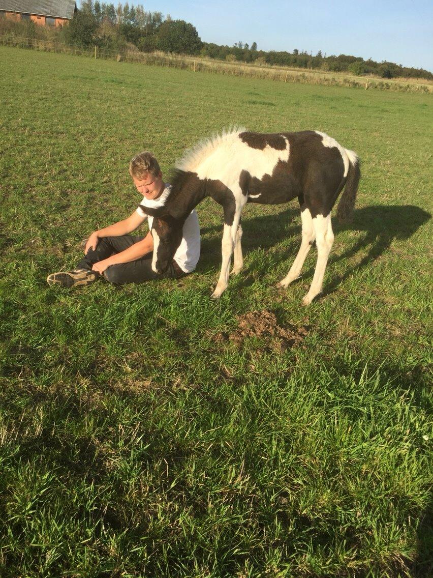 Barockpinto Revsgaards Rhapsody billede 28