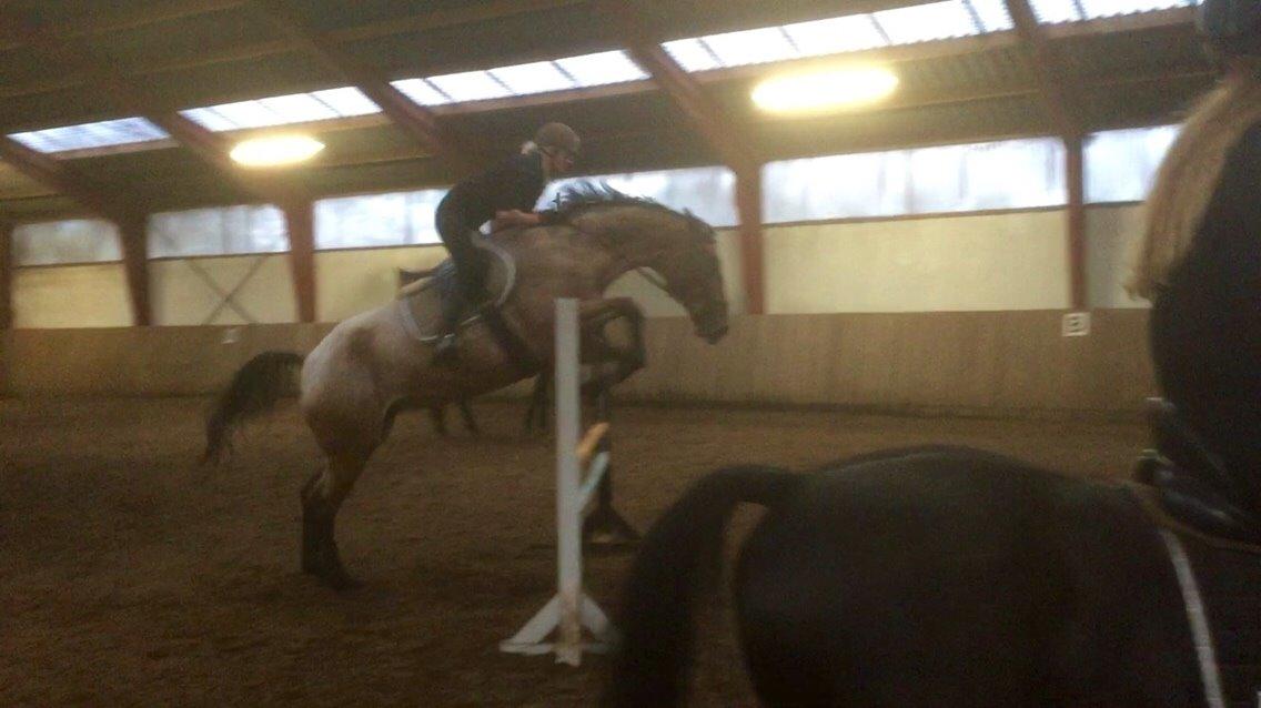 Knabstrupper Altena Vejlø billede 17