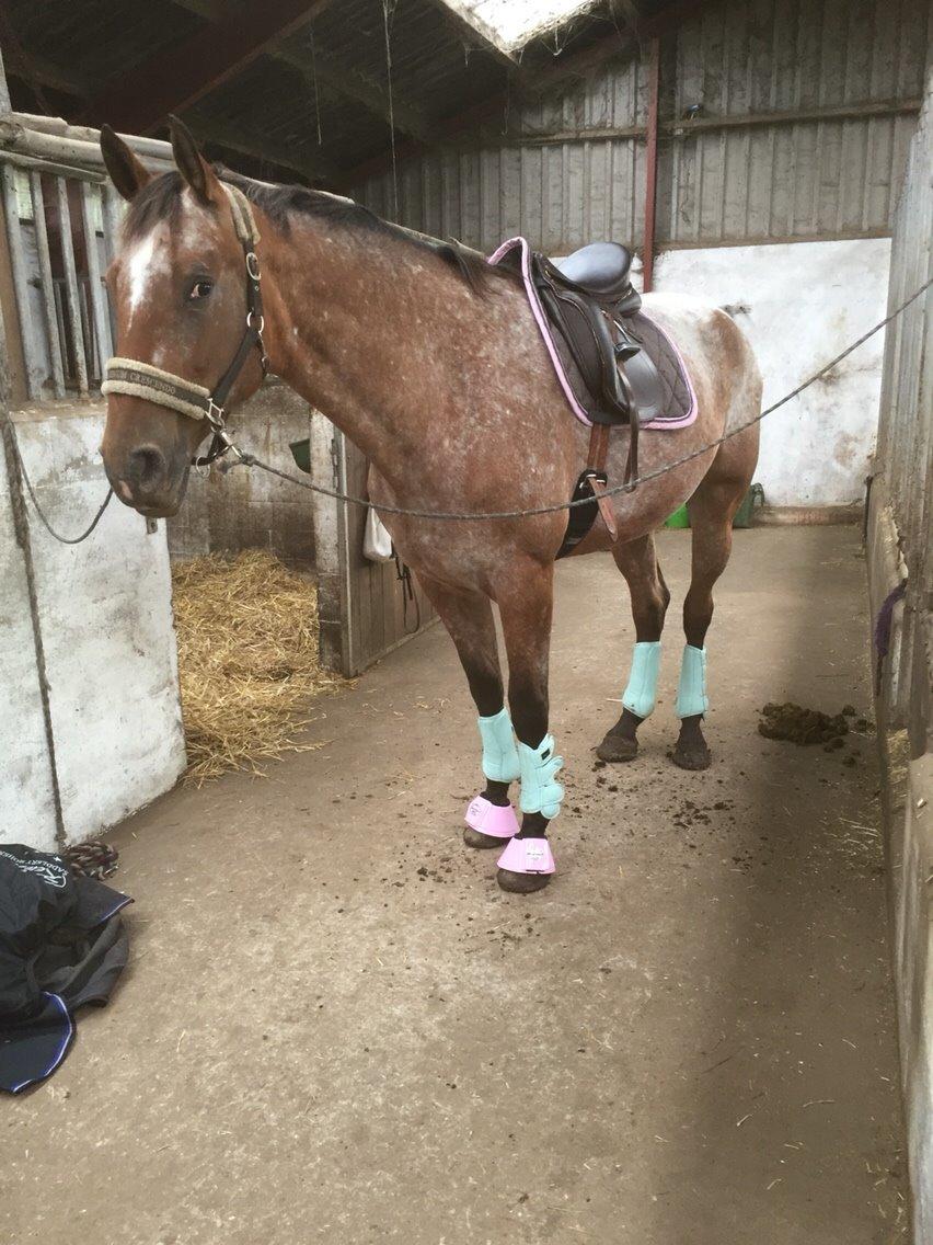 Knabstrupper Altena Vejlø billede 16