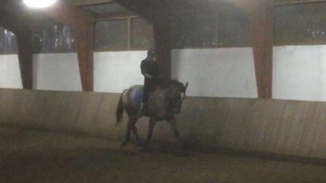 Knabstrupper Altena Vejlø billede 18