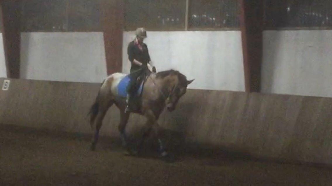 Knabstrupper Altena Vejlø billede 19