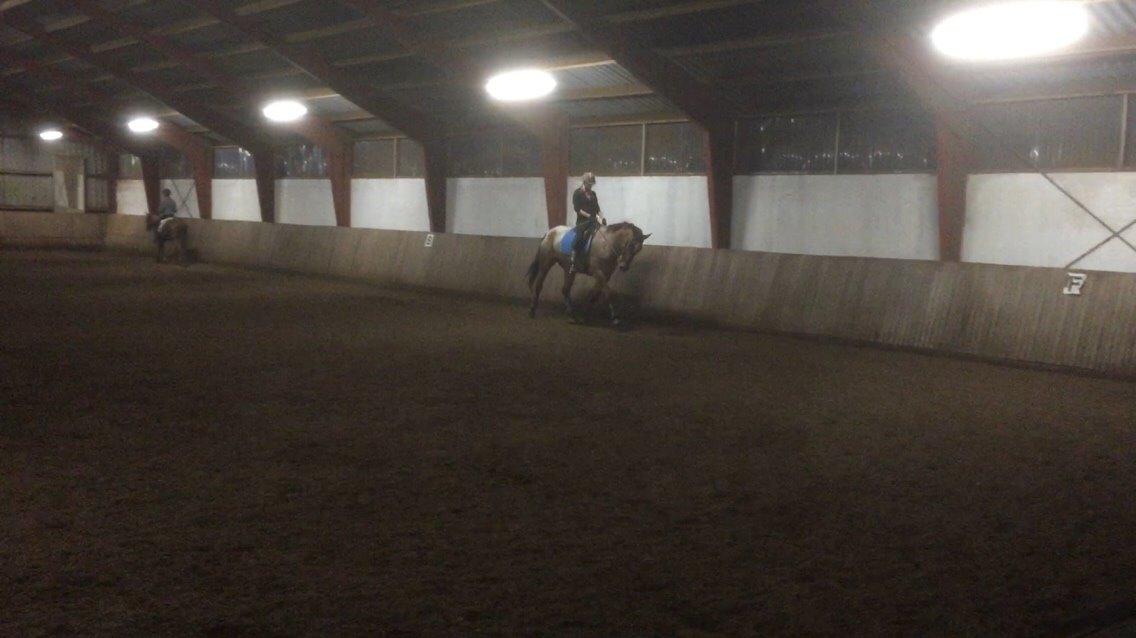 Knabstrupper Altena Vejlø billede 20