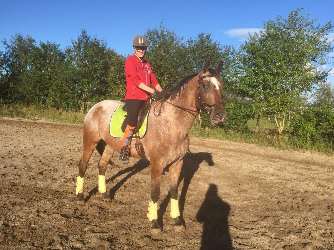 Knabstrupper Altena Vejlø billede 21