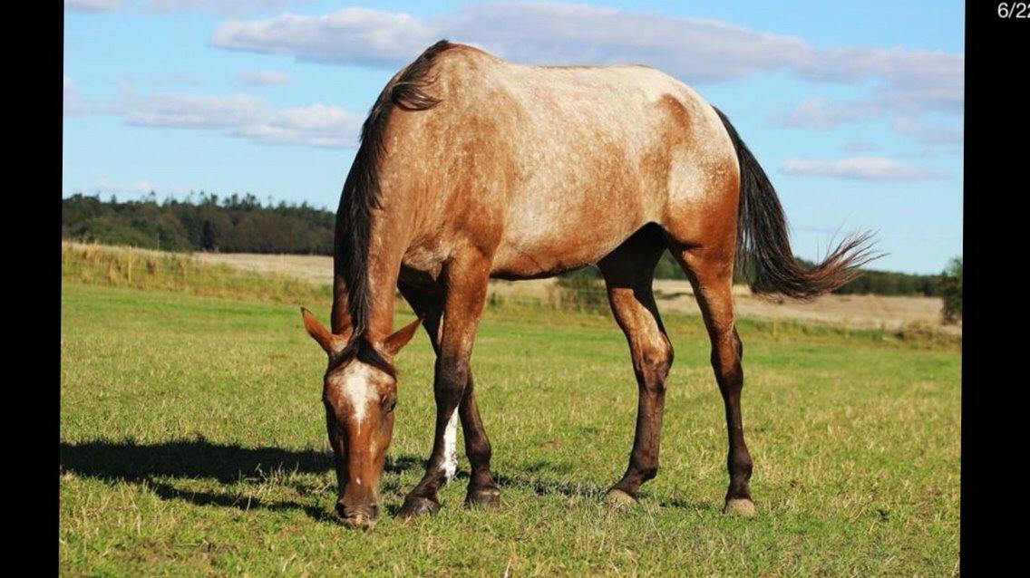 Knabstrupper Altena Vejlø billede 23