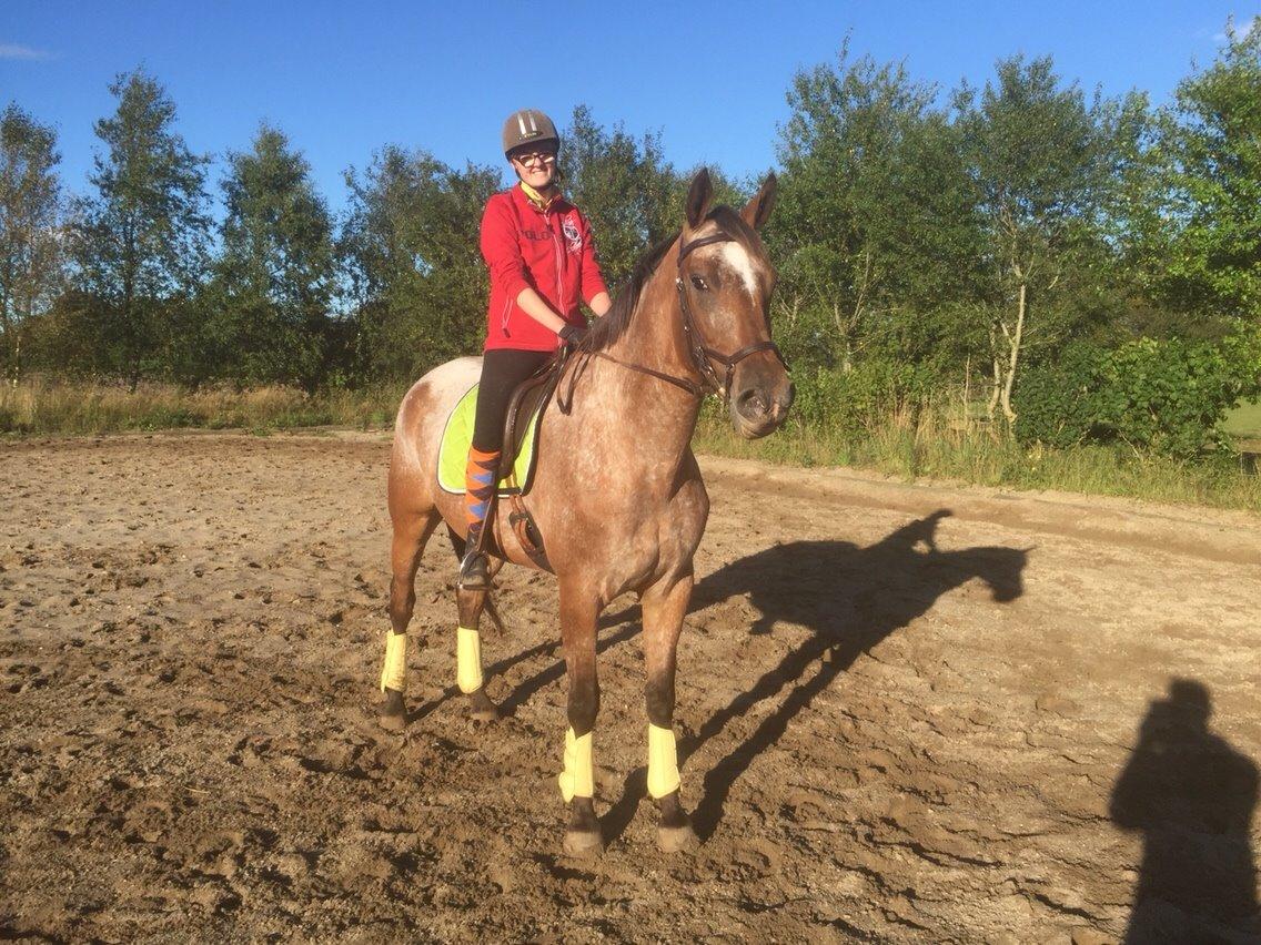 Knabstrupper Altena Vejlø billede 22