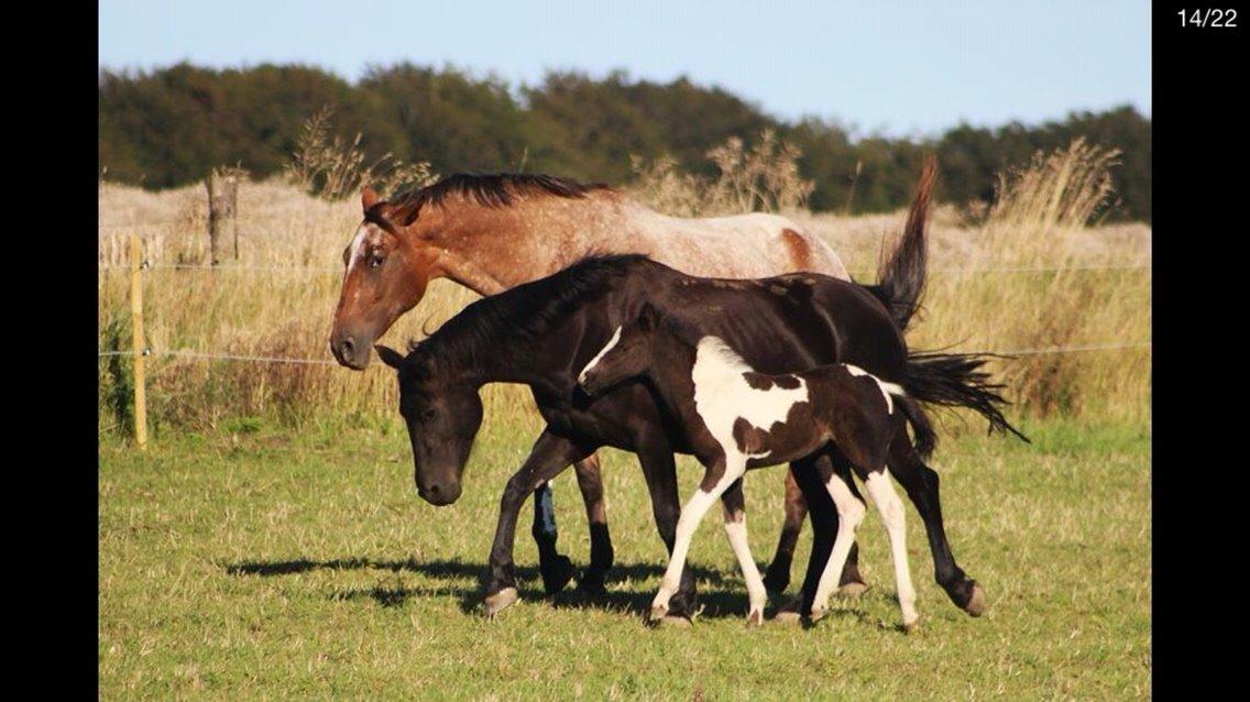 Knabstrupper Altena Vejlø billede 24