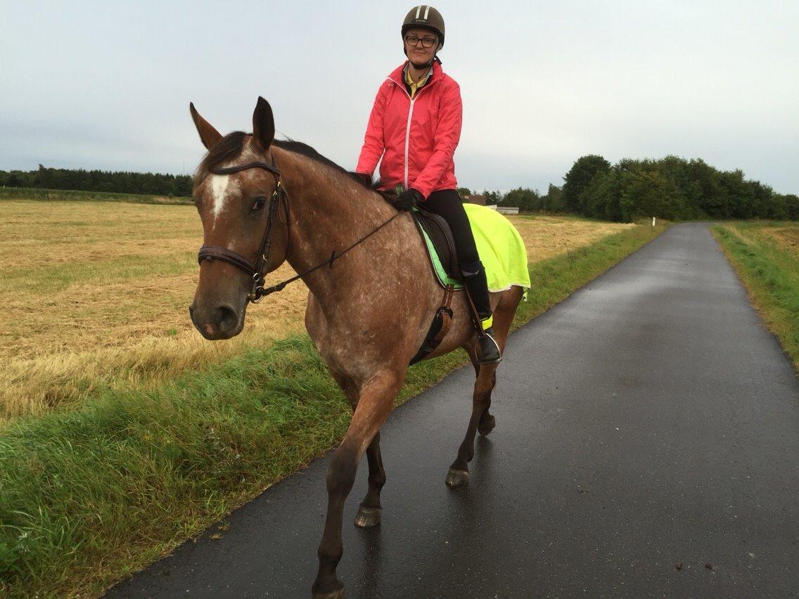 Knabstrupper Altena Vejlø billede 25