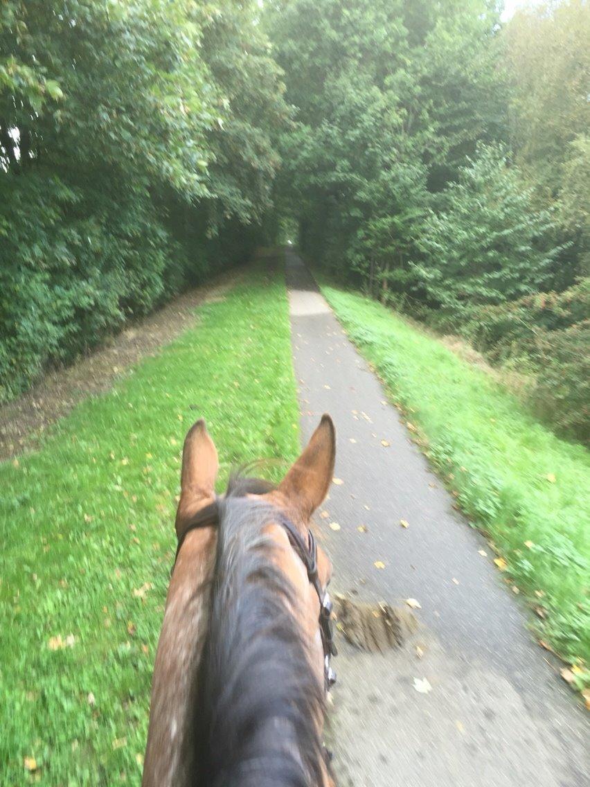 Knabstrupper Altena Vejlø billede 26