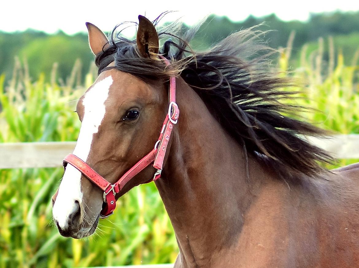 Traver Confetti Chase - 29. september 2015 - 1 år og 4 mdr  Foto: FH billede 1