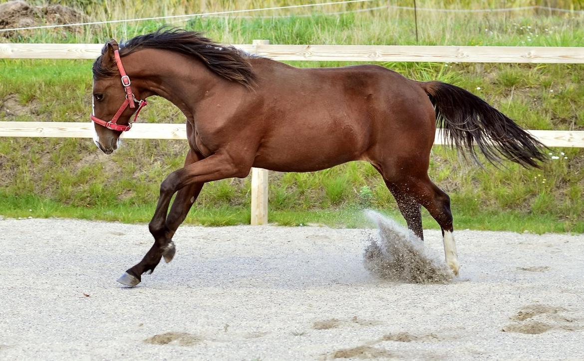 Traver Confetti Chase - 29. september 2015 - 1 år og 4 mdr  Foto: FH billede 20