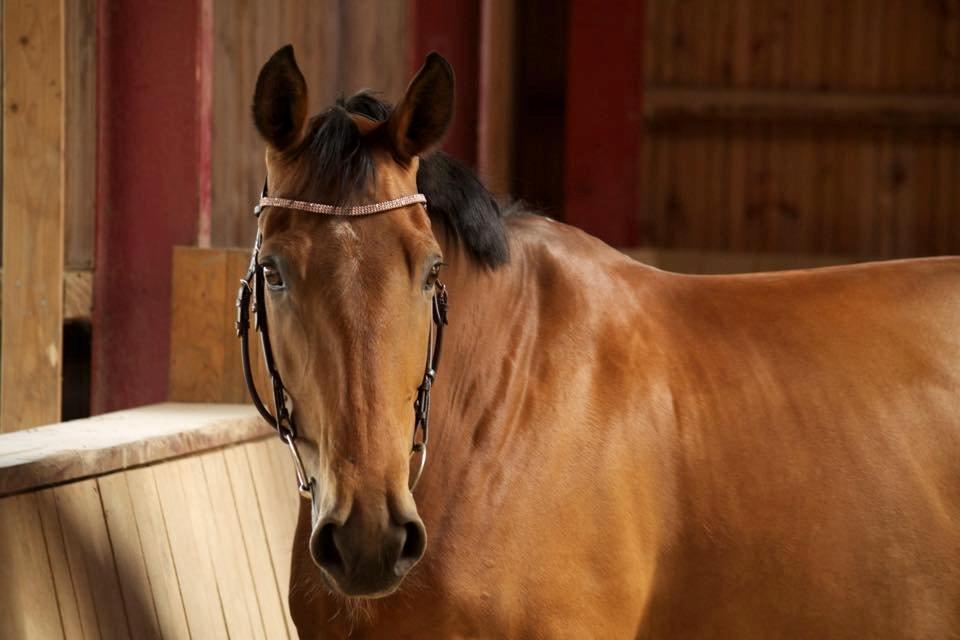 Anden særlig race Hestely's My Wish  billede 2