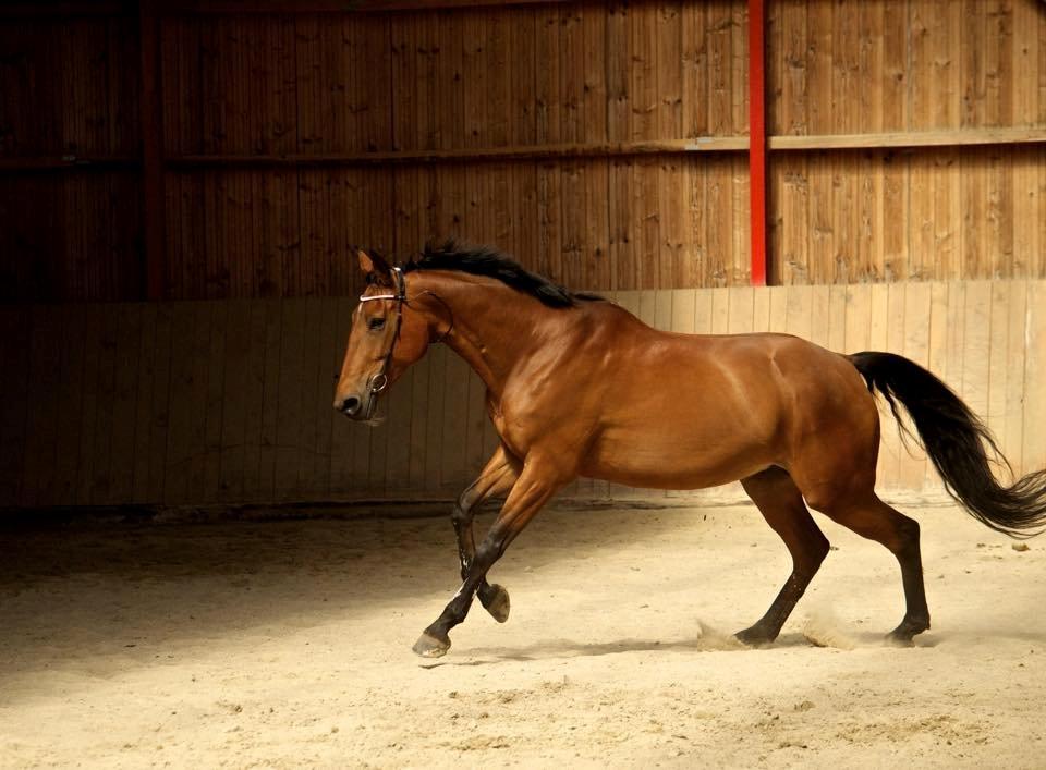 Anden særlig race Hestely's My Wish  billede 3