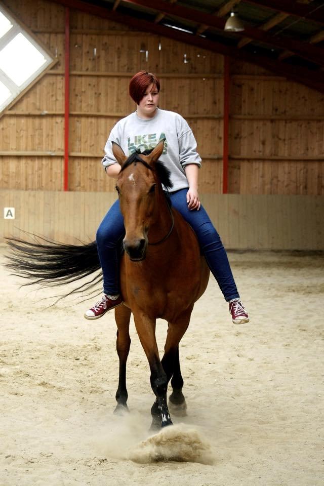 Anden særlig race Hestely's My Wish  billede 6