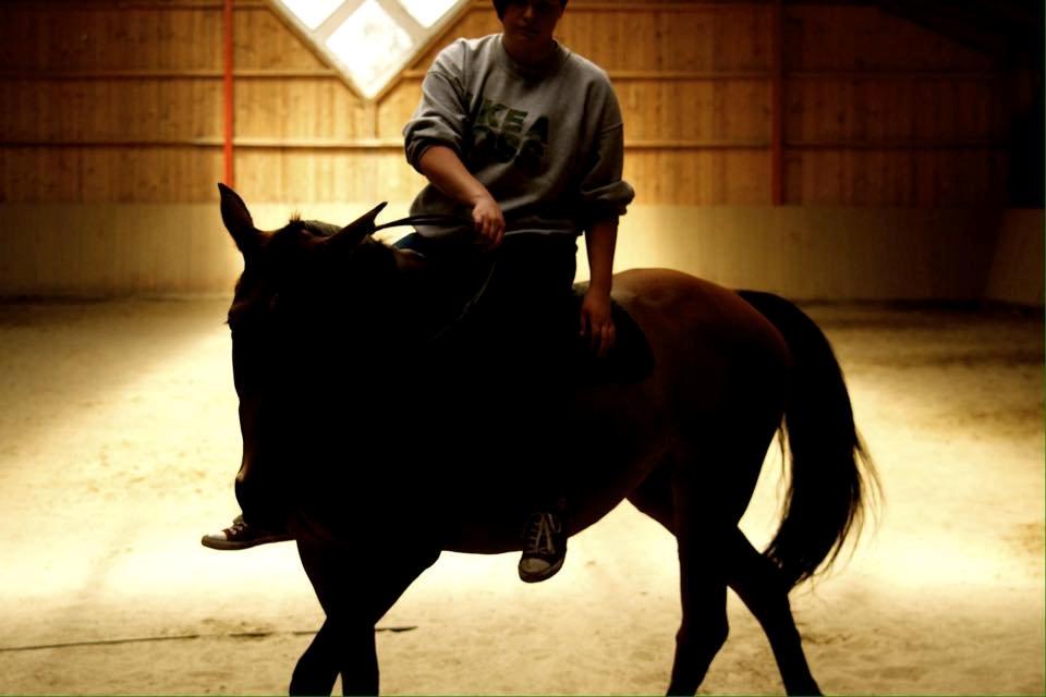 Anden særlig race Hestely's My Wish  billede 8