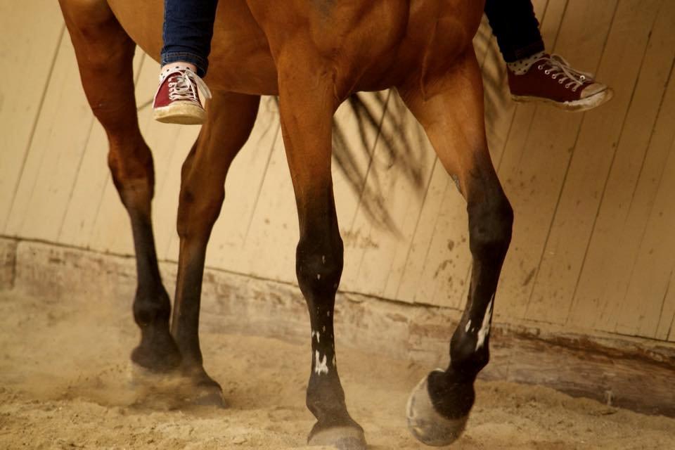 Anden særlig race Hestely's My Wish  billede 9