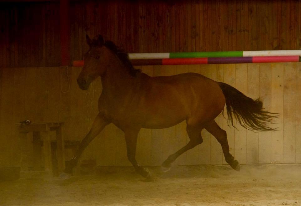 Anden særlig race Hestely's My Wish  billede 10