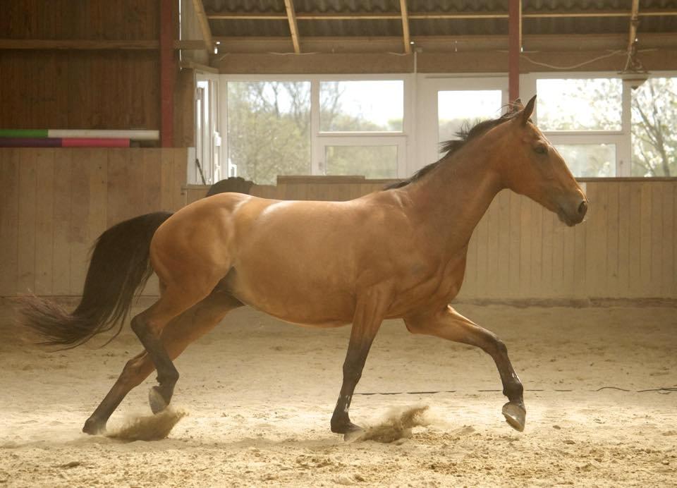 Anden særlig race Hestely's My Wish  billede 11