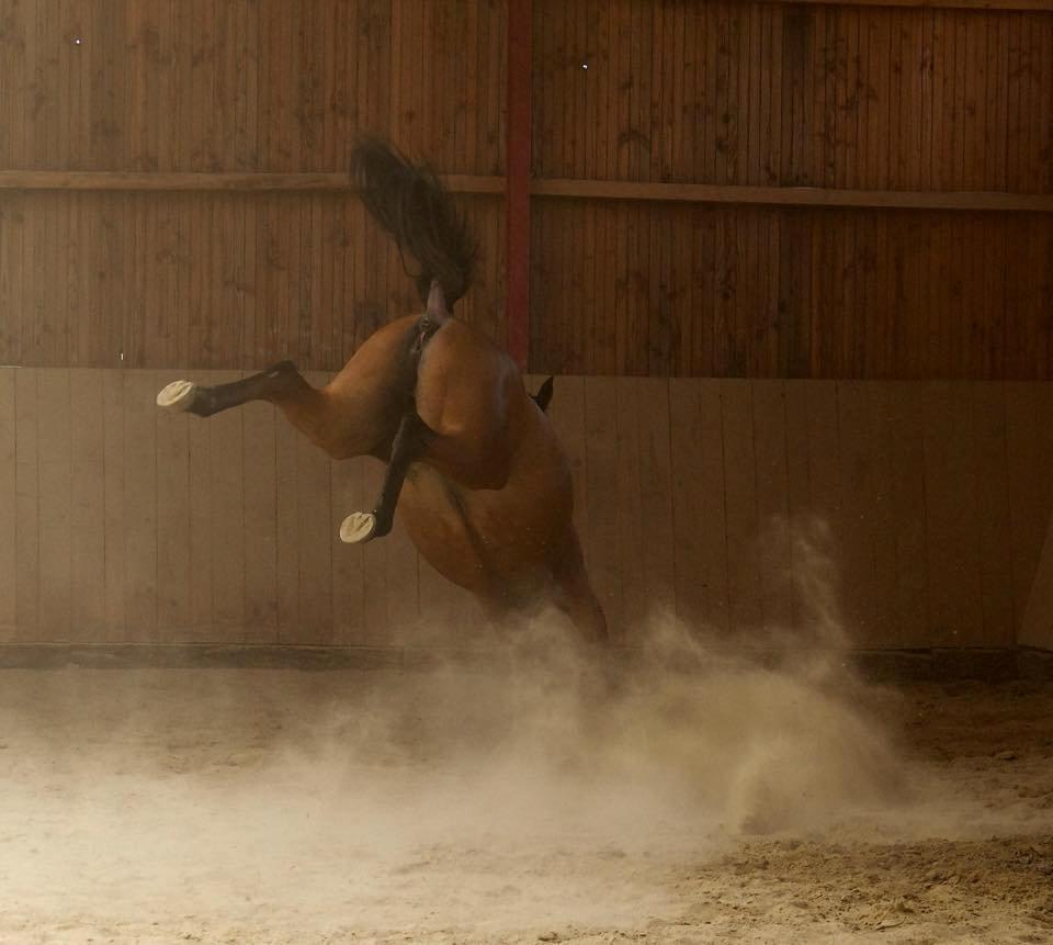 Anden særlig race Hestely's My Wish  billede 12