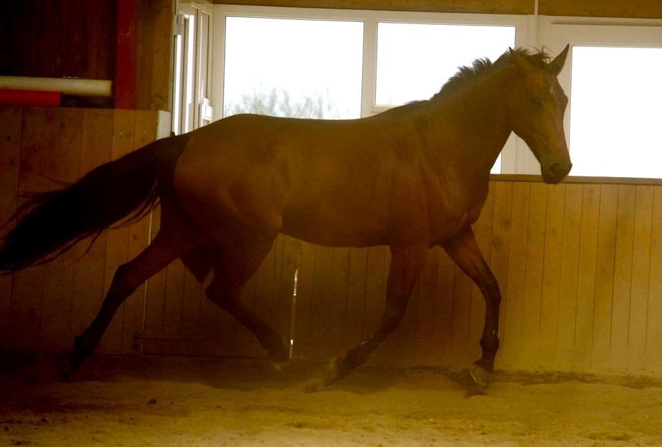 Anden særlig race Hestely's My Wish  billede 13