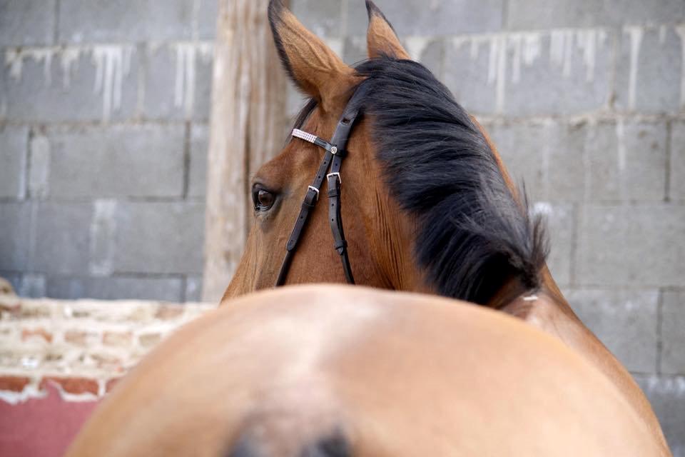 Anden særlig race Hestely's My Wish  billede 14