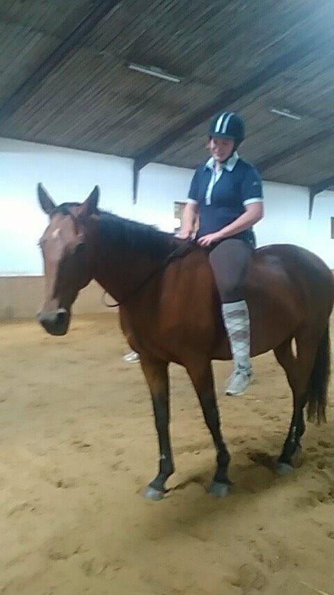 Anden særlig race Hestely's My Wish  - Fra da jeg var oppe og se min prinsesse igen d. 5/9 -15 billede 19