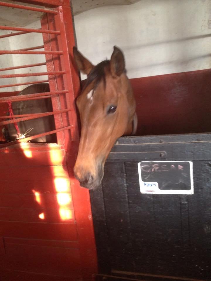 Anden særlig race Hestely's My Wish  billede 17