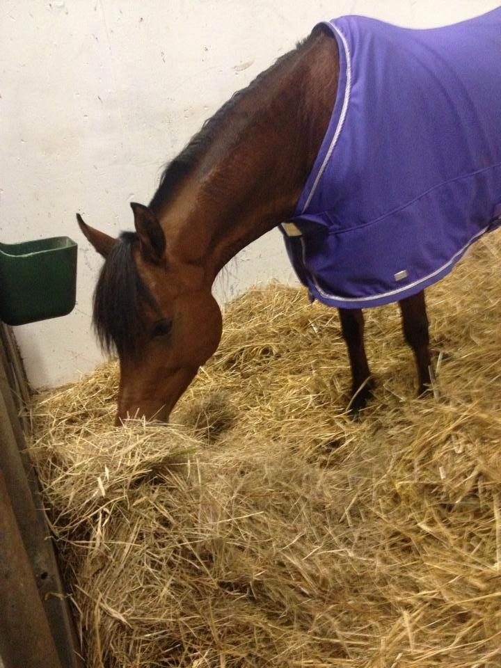 Arabisk fuldblod (OX) Anaya el karmdal oc ox billede 18