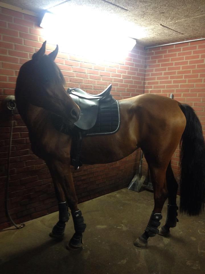 Arabisk fuldblod (OX) Anaya el karmdal oc ox billede 19