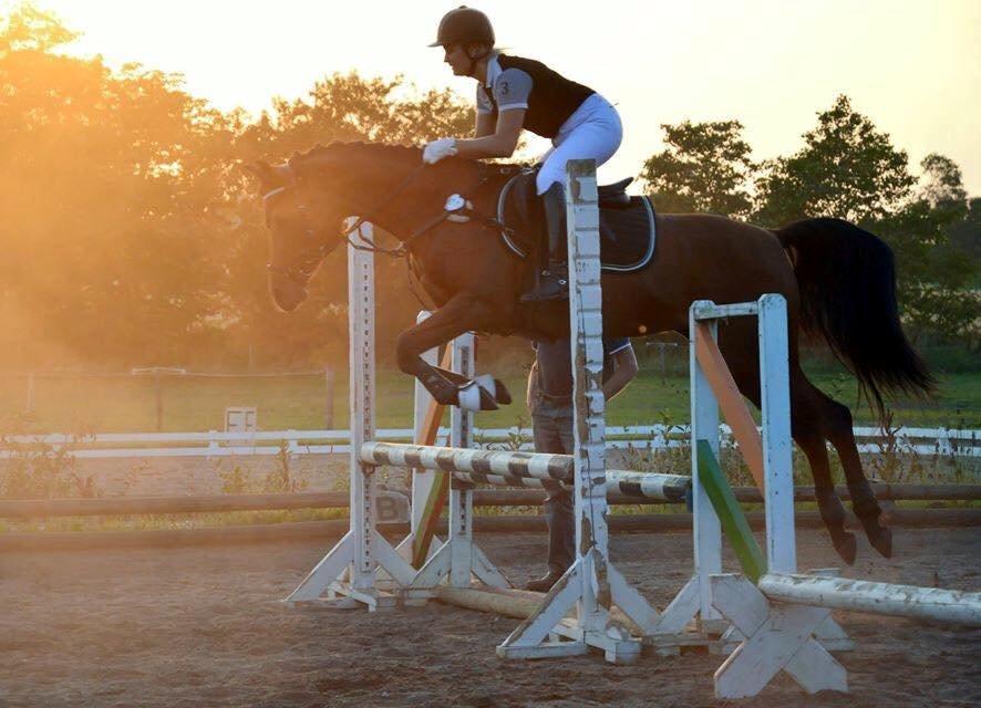 Arabisk fuldblod (OX) Anaya el karmdal oc ox billede 2