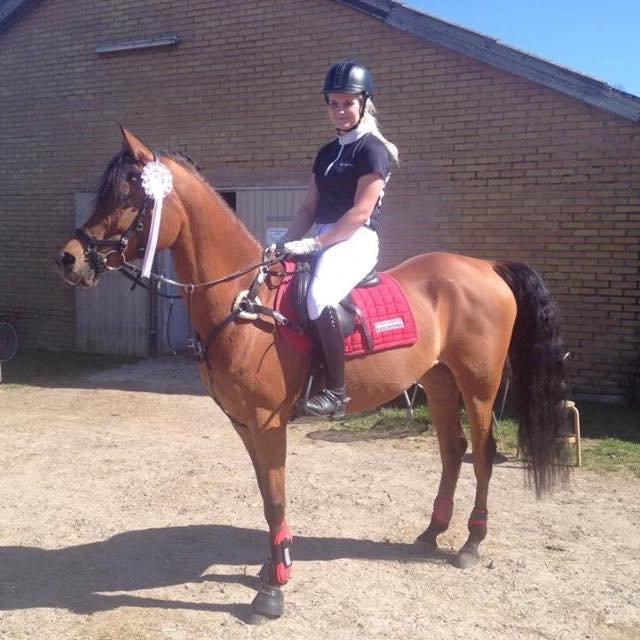 Arabisk fuldblod (OX) Anaya el karmdal oc ox billede 5