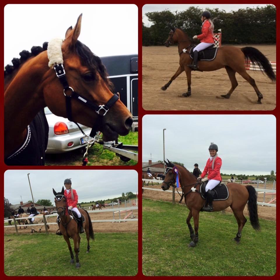 Arabisk fuldblod (OX) Anaya el karmdal oc ox billede 8