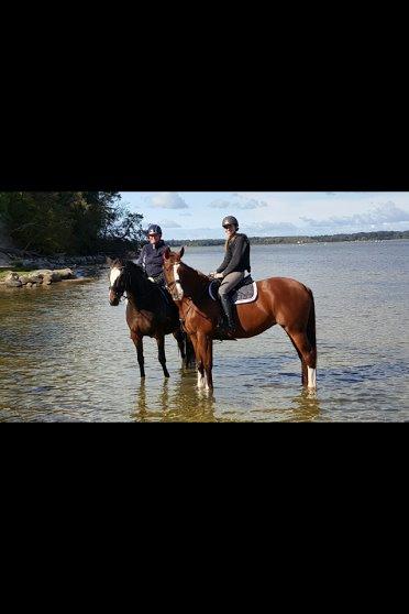 Anden særlig race Skovlunds Lacoste  - Ude og bade med Buller billede 17