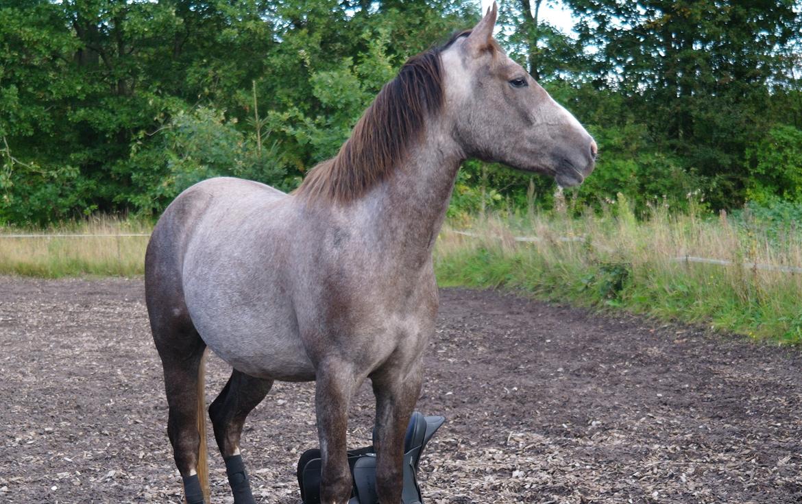 Anden særlig race Nørballes Beauty Areme SOLGT - Kigger på heste! :) billede 6