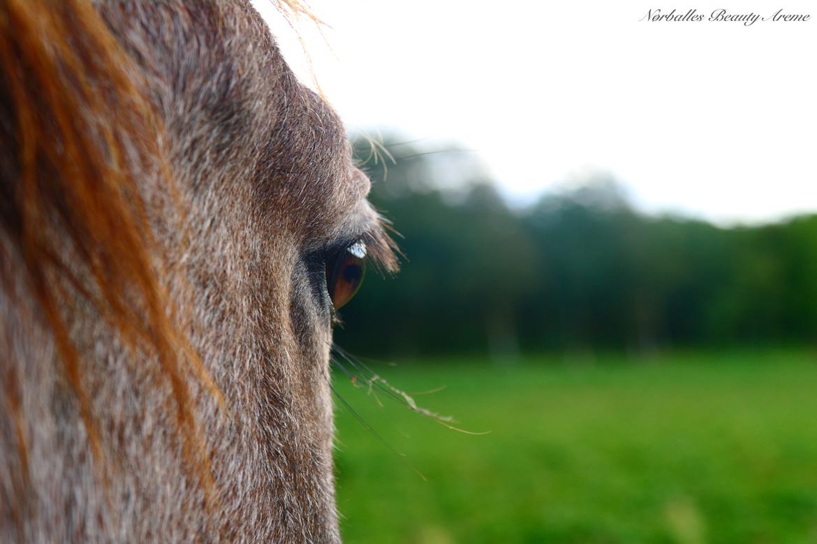 Anden særlig race Nørballes Beauty Areme SOLGT - Never call a horse ''Just' a horse'' billede 8