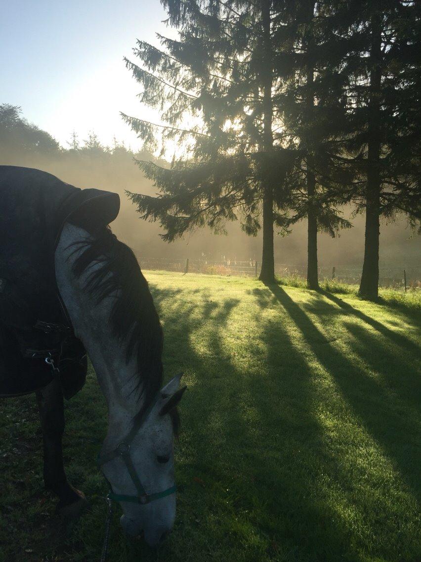 Dansk Varmblod Candis billede 15