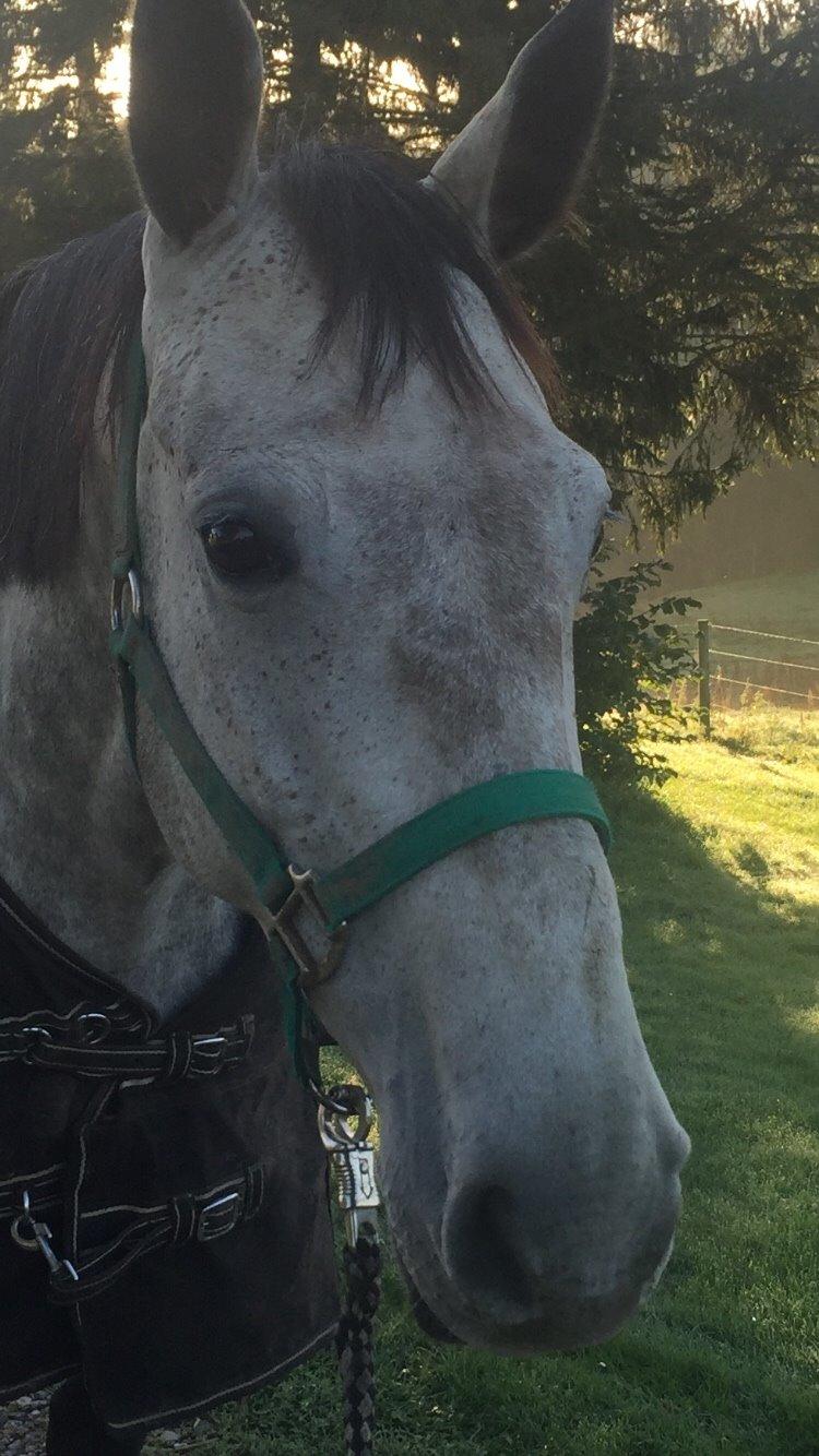 Dansk Varmblod Candis billede 4