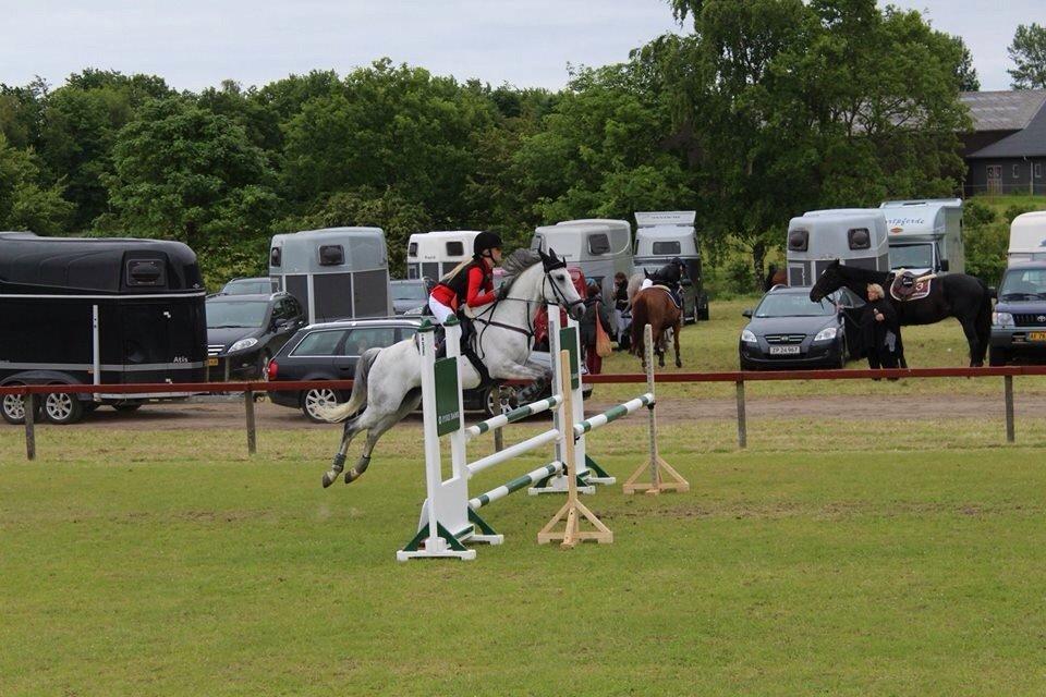 Anden særlig race Gipsy billede 16
