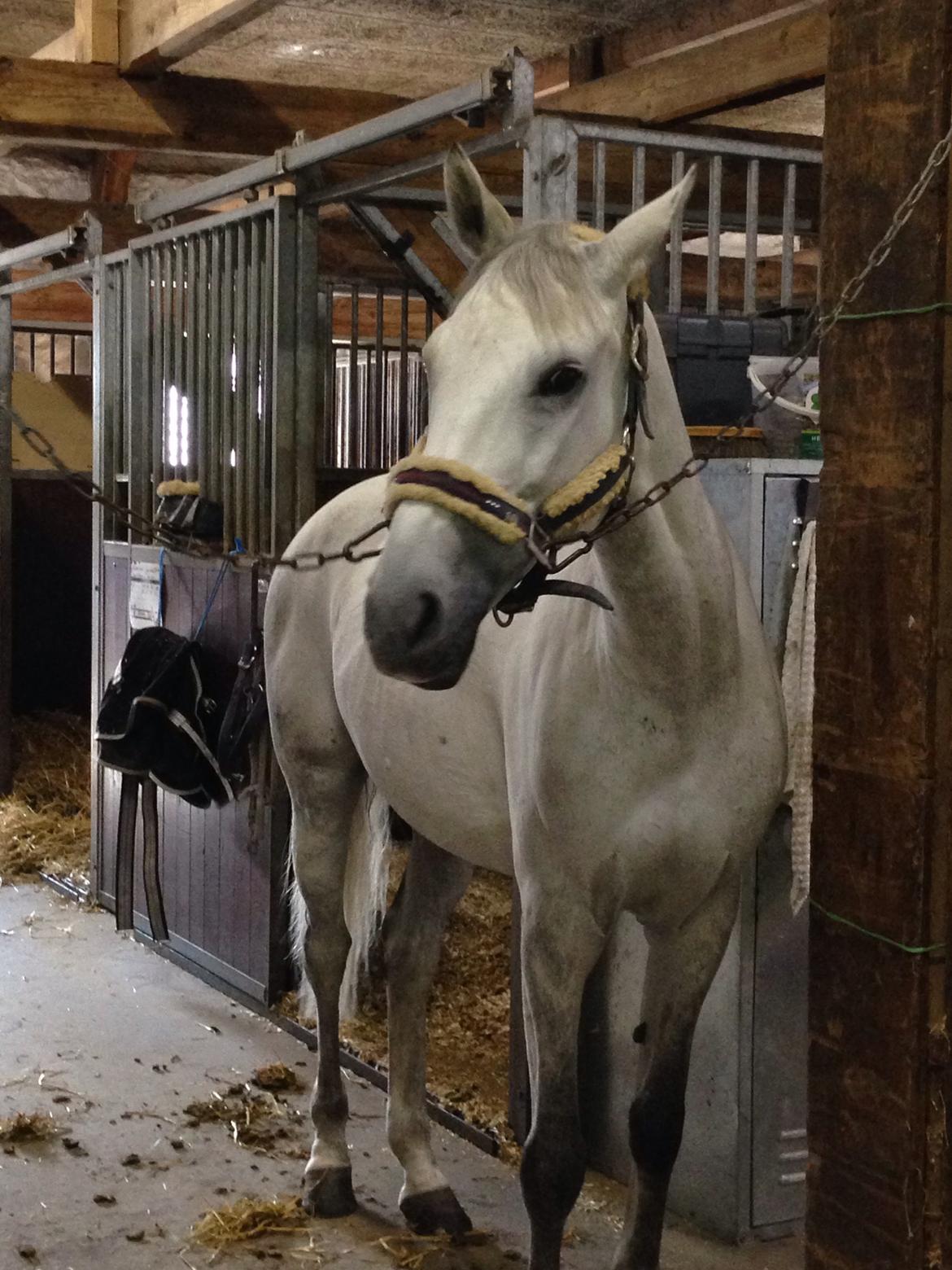 Anden særlig race Gipsy billede 17