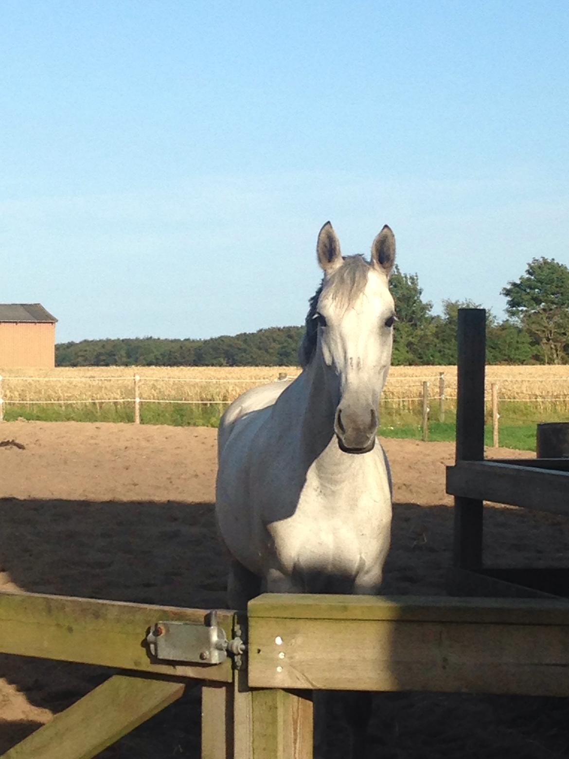 Anden særlig race Gipsy billede 15