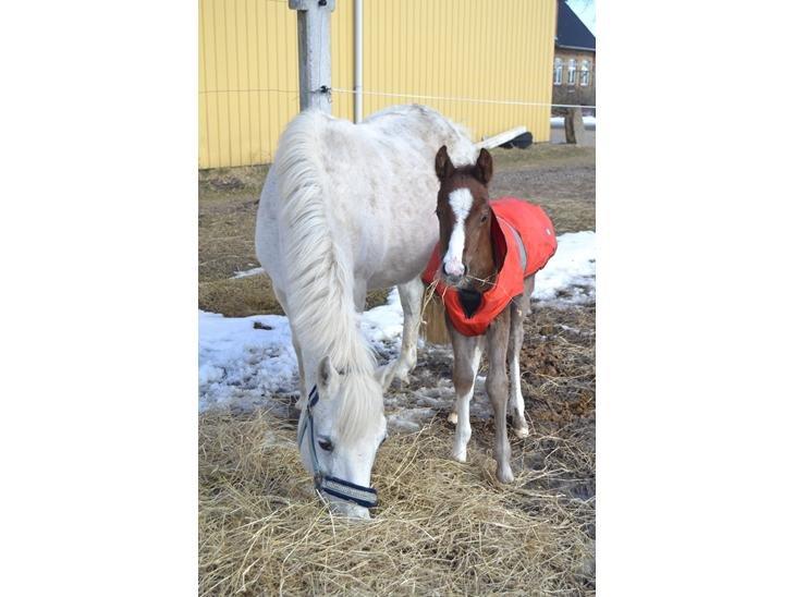 Anden særlig race Nørballes Beauty Areme SOLGT - Mor og søn :D billede 11