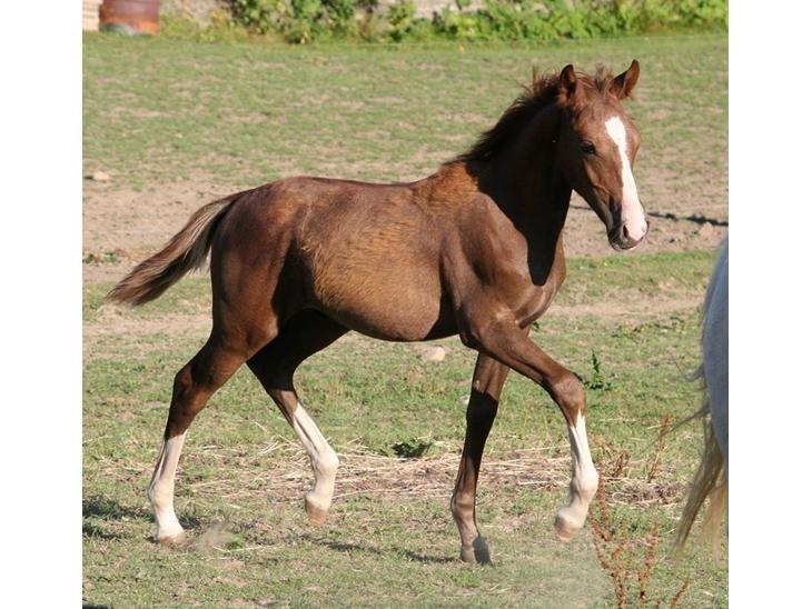 Anden særlig race Nørballes Beauty Areme SOLGT - Som følle :) billede 12