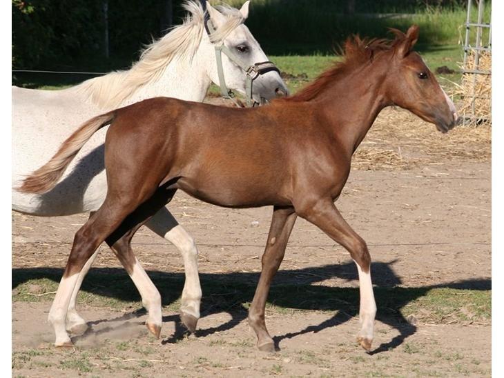 Anden særlig race Nørballes Beauty Areme SOLGT - Mor og søn. :) billede 13