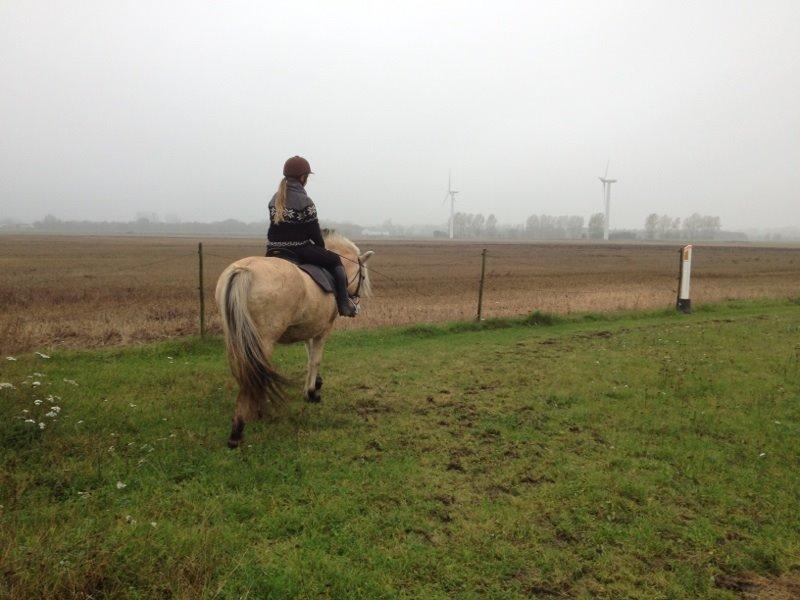 Fjordhest Østerskov's Wenke billede 2