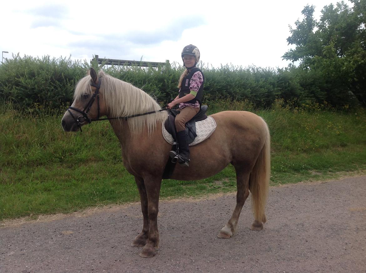 Haflinger Sonja billede 5