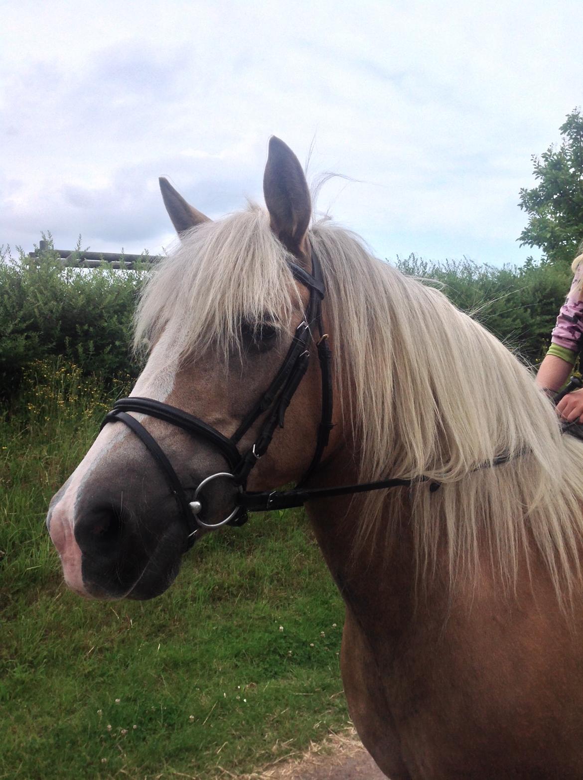 Haflinger Sonja billede 2