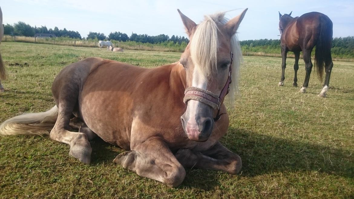 Haflinger Sonja billede 9