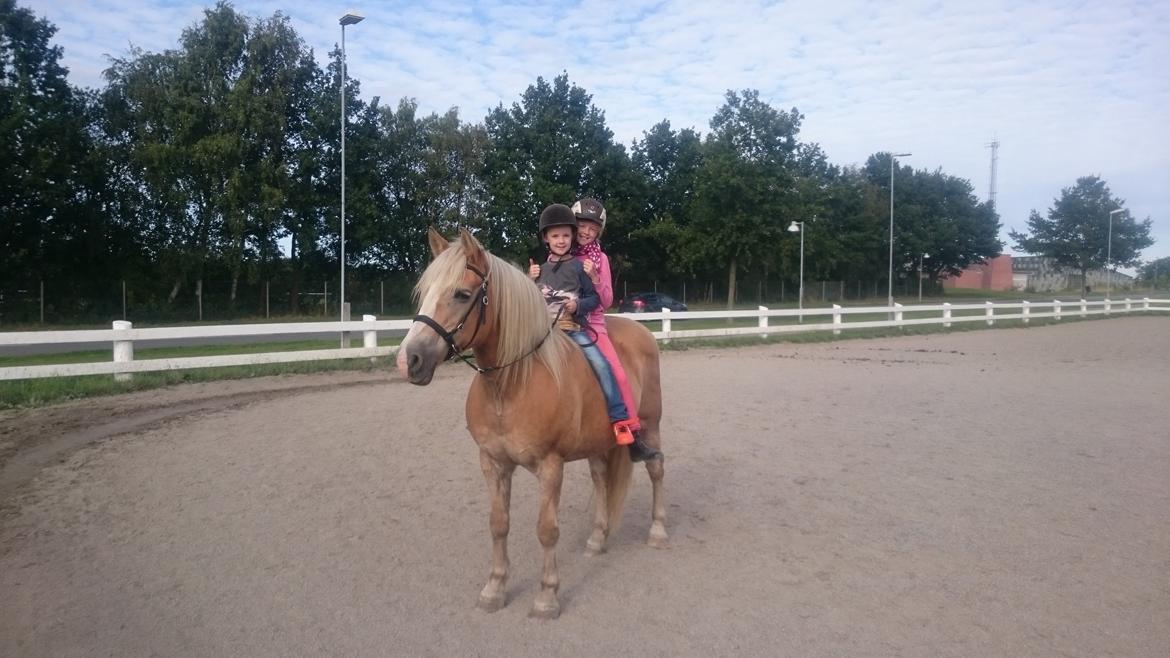 Haflinger Sonja billede 10