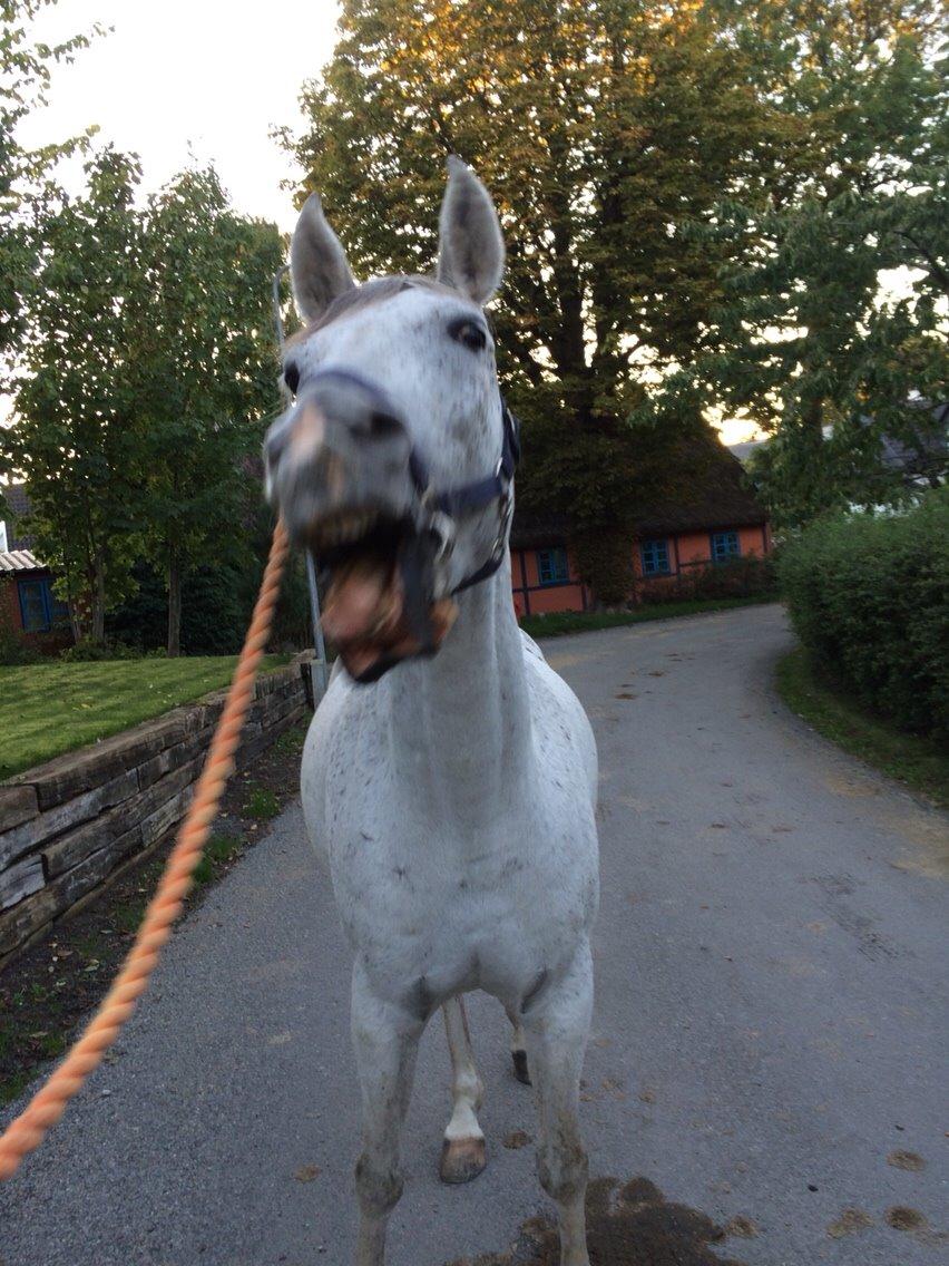 Anden særlig race Aziz Sabah SOLGT billede 13