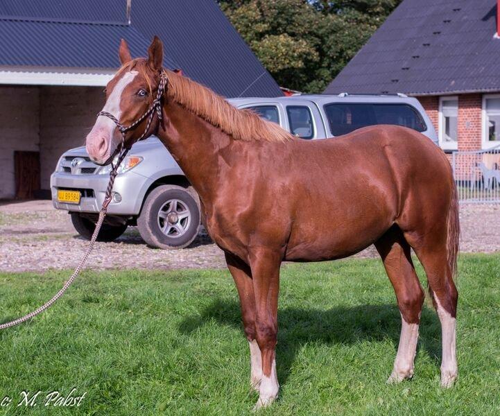 Frederiksborg Hercules Mignon billede 7