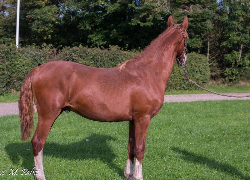 Frederiksborg Hercules Mignon billede 8